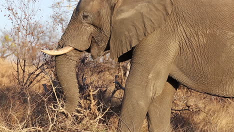 Ein-Afrikanischer-Elefant,-Der-Auf-Der-Suche-Nach-Nahrung-Seinen-Rüssel-Um-Trockene-Äste-Windet