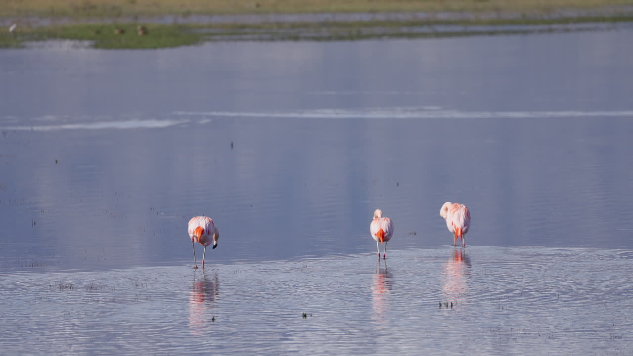 Three flamingos walking in the water of a lake in the day