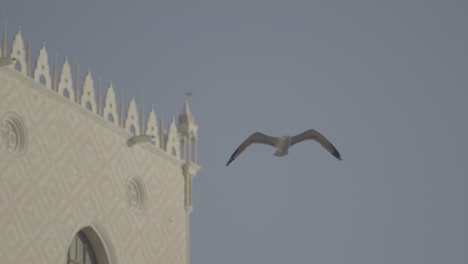 seagull in flight above a building