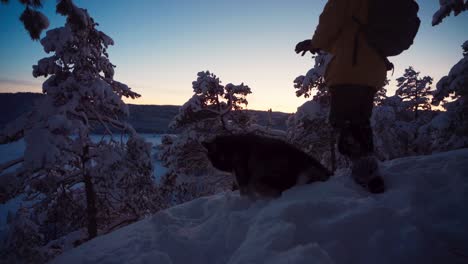 hiker traveling with alaskan malamute on sunset in winterly forest mountain