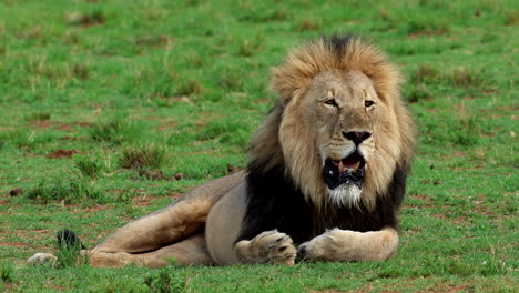 a lion lying in a grassy field panting heavily after eating a large meal outdoors