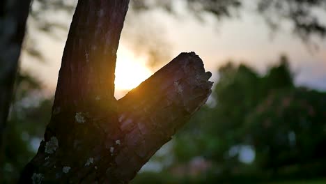 beautiful sunset with tree bark in view