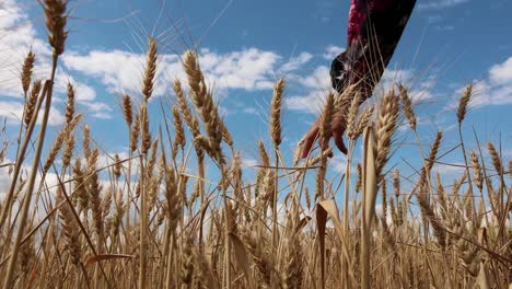 Woman-Hand-Touching-Golden-Wheat---close-up