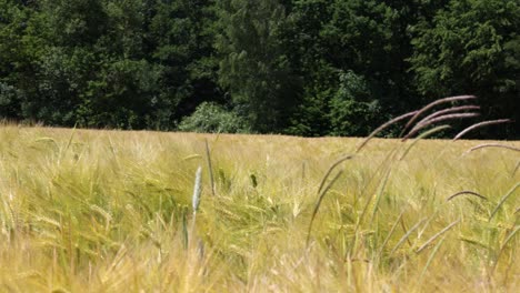 Golden-wheat-field-and-sunset-sky,-landscape-of-agricultural-grain-harvest-in-harvest-season,-panorama