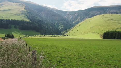 picturesque lush green new zealand farm field with mountains in the background