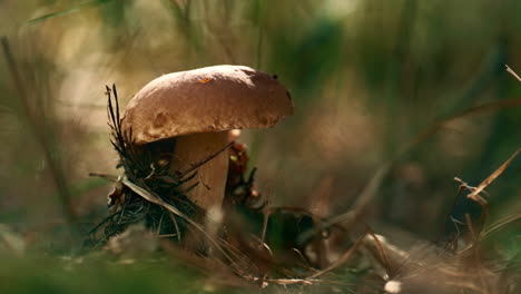 edible plant boletus mushroom growing at autumn woodland in green grass.