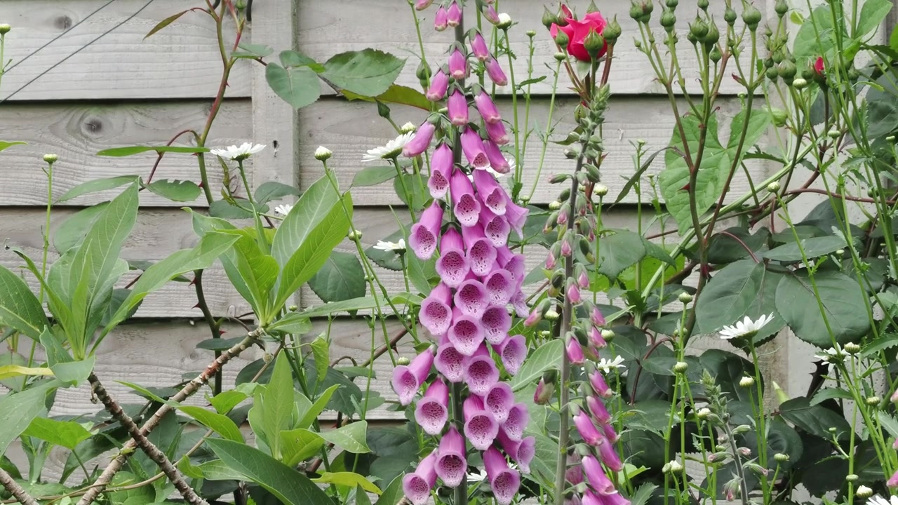 Giardino estivo con un bombo che visita i fiori di digitale