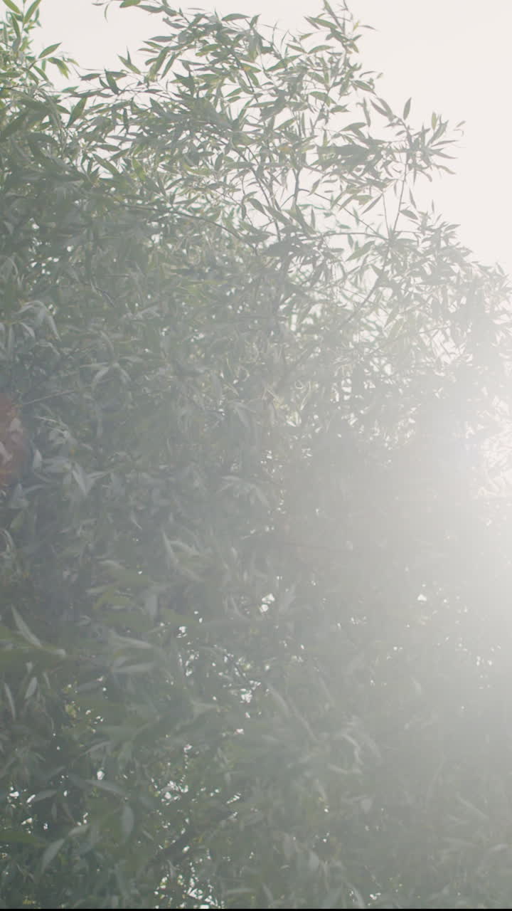 Sunlight shining through tree branches