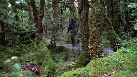 caminando a través de la selva tropical del parque nacional fiordland cerca del lago gunn