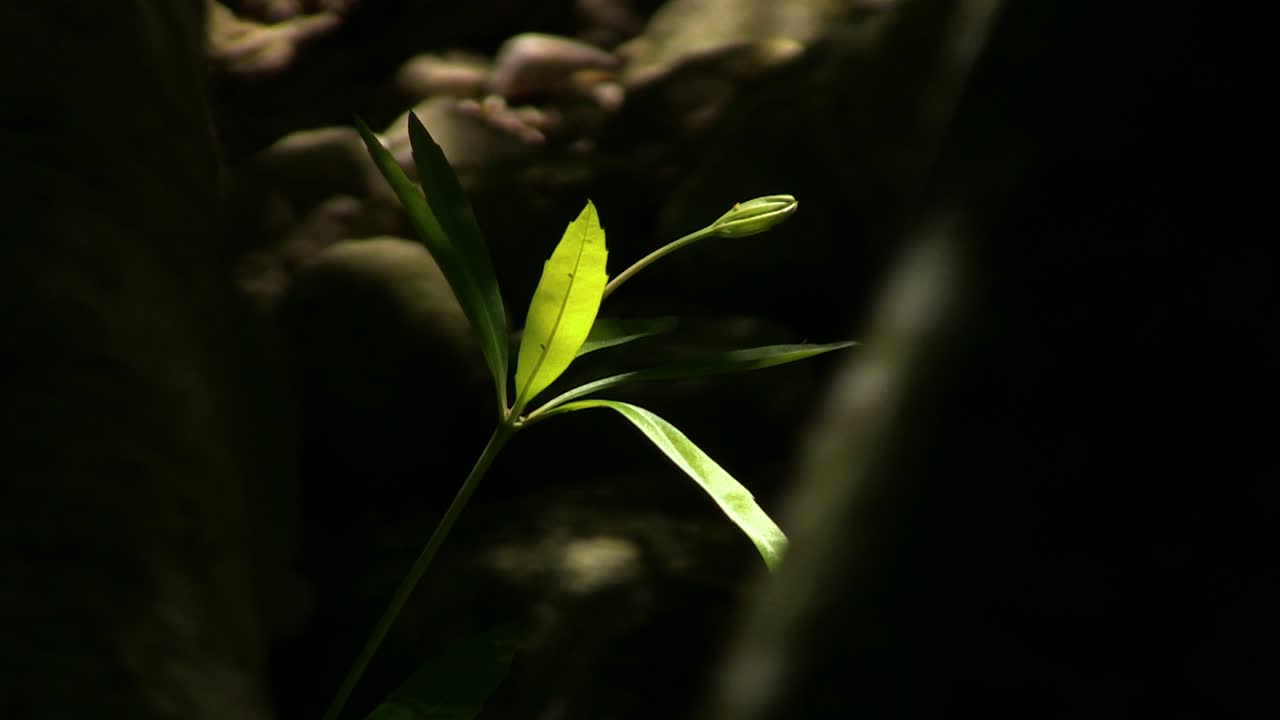 los jardines botánicos de ciudad del cabo