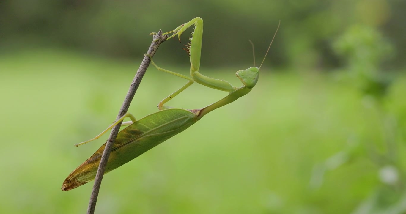 Mantide religiosa verde gigante femmina su un bastoncino; ripresa macro al rallentatore in una mattina monsonica.