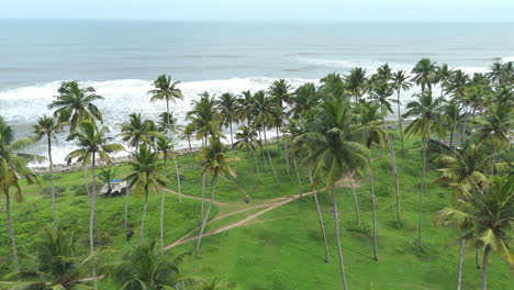 Tropical-white-sand-beach-with-coconut-palm-tree