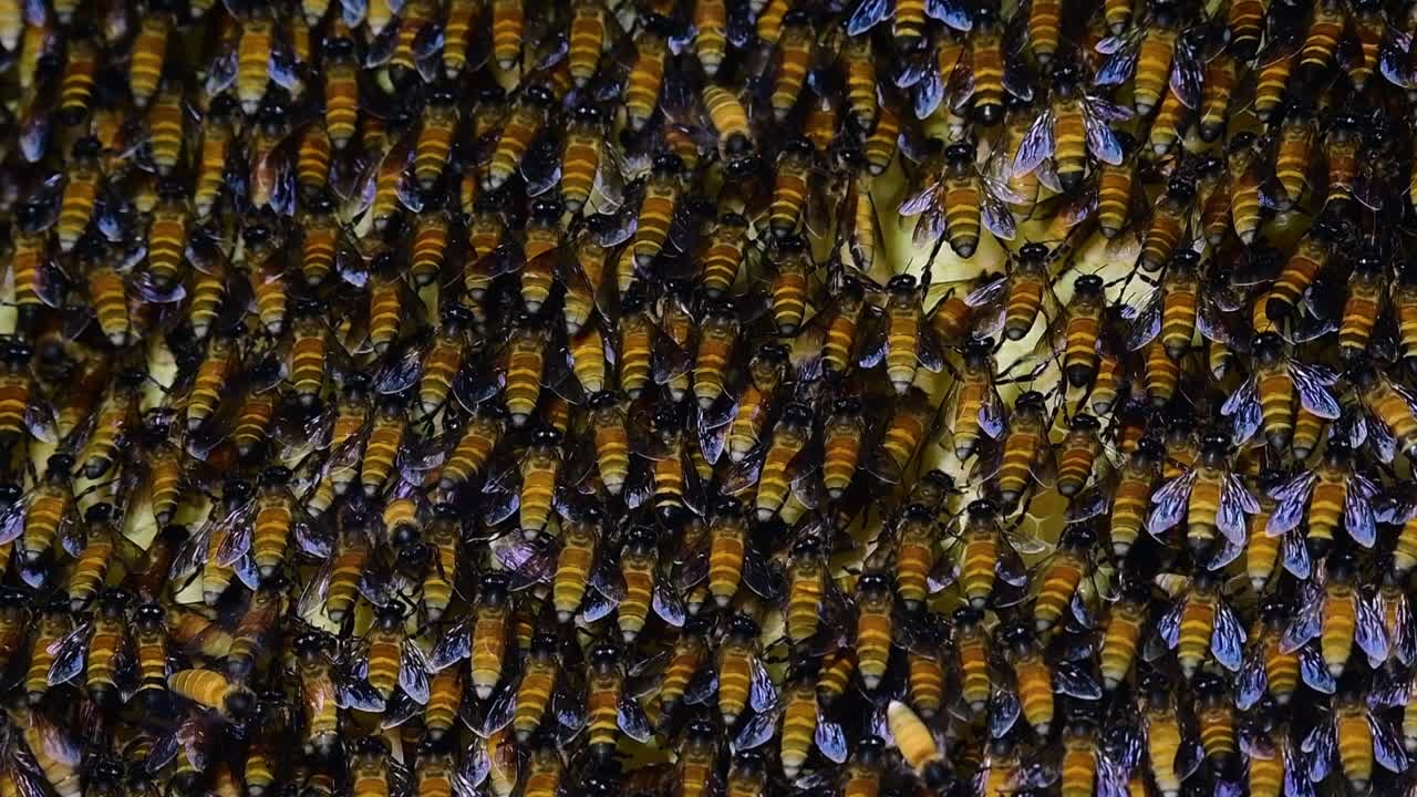 Giant Honey Bees are known to build large colonies of nest with symmetrical pockets made of wax for them to store honey as their food source