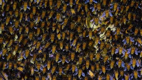 巨型蜜蜂 (giant honey bees) 建立了巨大的巢穴, 裡面有對稱的<unk>袋, 用來儲存蜂蜜作為食物來源.