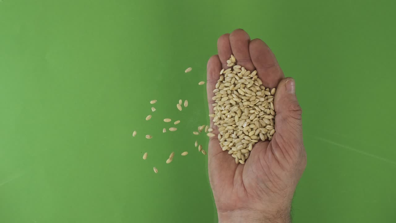 손바닥에 있는 농부는 진주 보리 을 들고 있다. 의 은 초록색 배경 위에 떨어진다.