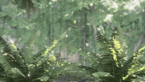 close-up of ferns in a lush forest