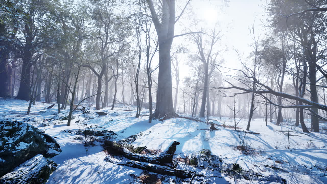 겨울철에 나무  ⁇  사이에서 해가 지는 것