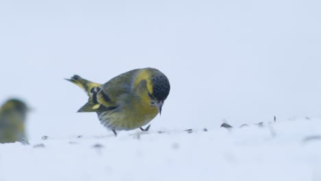 Siskin-Euroasiático-En-Comedero-Para-Pájaros-De-Invierno-Comiendo-Semillas-De-Girasol