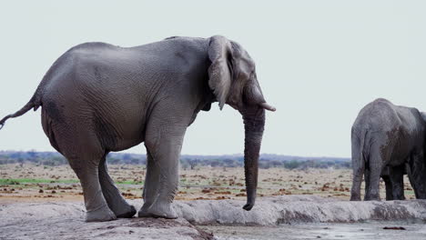 an elephant drinking from the waterhole with its trunk in nxai pan, botswana - close up