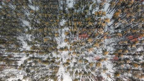 Schöner-Wald-Mit-Schnee-In-Belgien