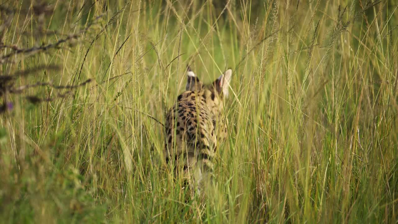 Slowmotion-optagelse af en servalkat i nærbillede, der jager efter føde. Sjældent afrikansk dyreliv og safaridyr i Maasai Mara Nationalreservat og Masai Mara North Conservancy, Kenya.