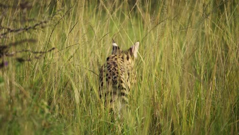 slow motion shot of close shot of serval cat hunting for food to feed, rare african wildlife in maasai mara national reserve, kenya, africa safari animals in masai mara north conservancy