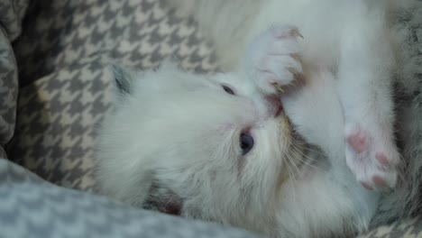 Lindo--Diminuto-Gatito-Ragdoll-De-2-Semanas-Comiéndose-Los-Dedos-De-Los-Pies