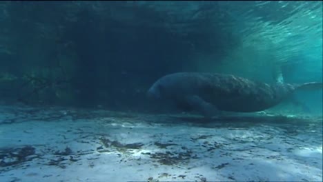 a manatee swims underwater