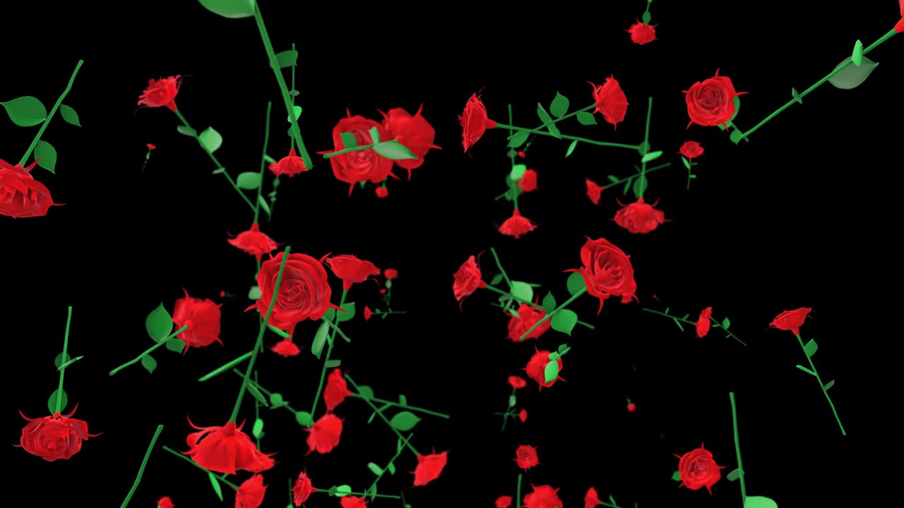 플라이인 로즈 4k