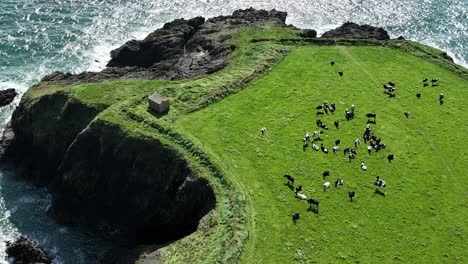 irlands küstenvieh weidet auf einer freiliegenden landspitze an der kupferküste waterford