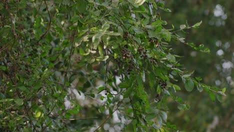 Una-Toma-De-Perfil-Medio,-Tomada-En-Mano,-De-Una-Niña-Pequeña-Arrancando-Bayas-De-Un-árbol