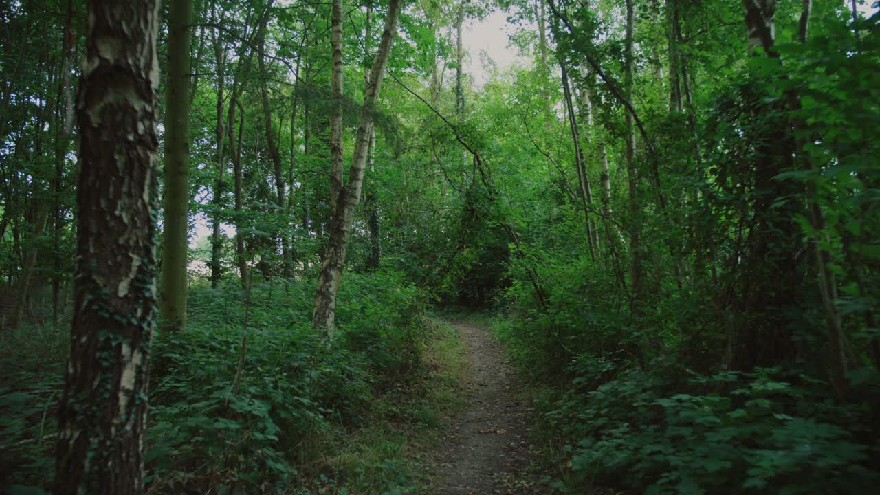 Green forest path in Langeland, Denmark, offering a peaceful and natural scene