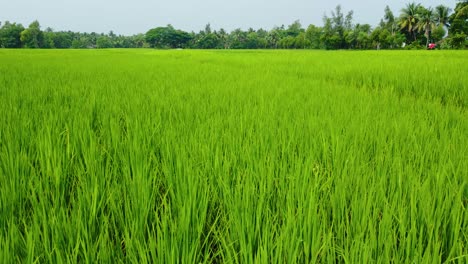 Schöne-Luftaufnahme-Des-Tiefgrünen-Reisfeldes-Und-Des-Dorfes-In-Westbengalen,-Indien