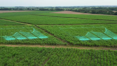 aerial view of sugar cane fields with digital graph animation overlay. dolly forward