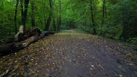 Durch-Die-Gefährlichen-Wälder-Kriechen