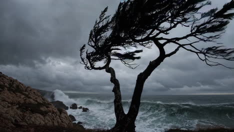 stormy coastline with windswept tree