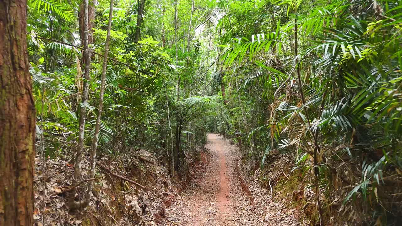 Forward-moving camera glides through dense, sunlit rainforest path with vibrant green foliage and trees
