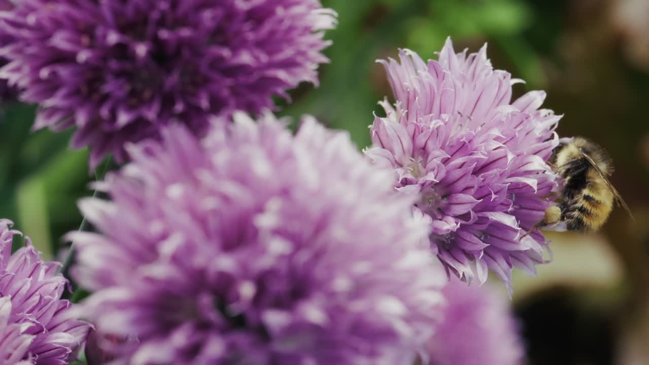 Bumblebee On A Purple Chive Flower With Bokeh Background. Selective Focus Shot