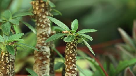 Left-side-truck-camera-movement-and-closer-view-from-a-Dorstenia-foetida-plant