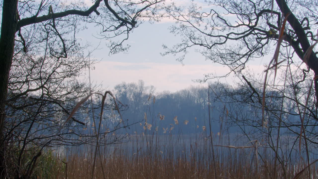 Looking though the reeds and trees in spring time on to Ormesby little broad