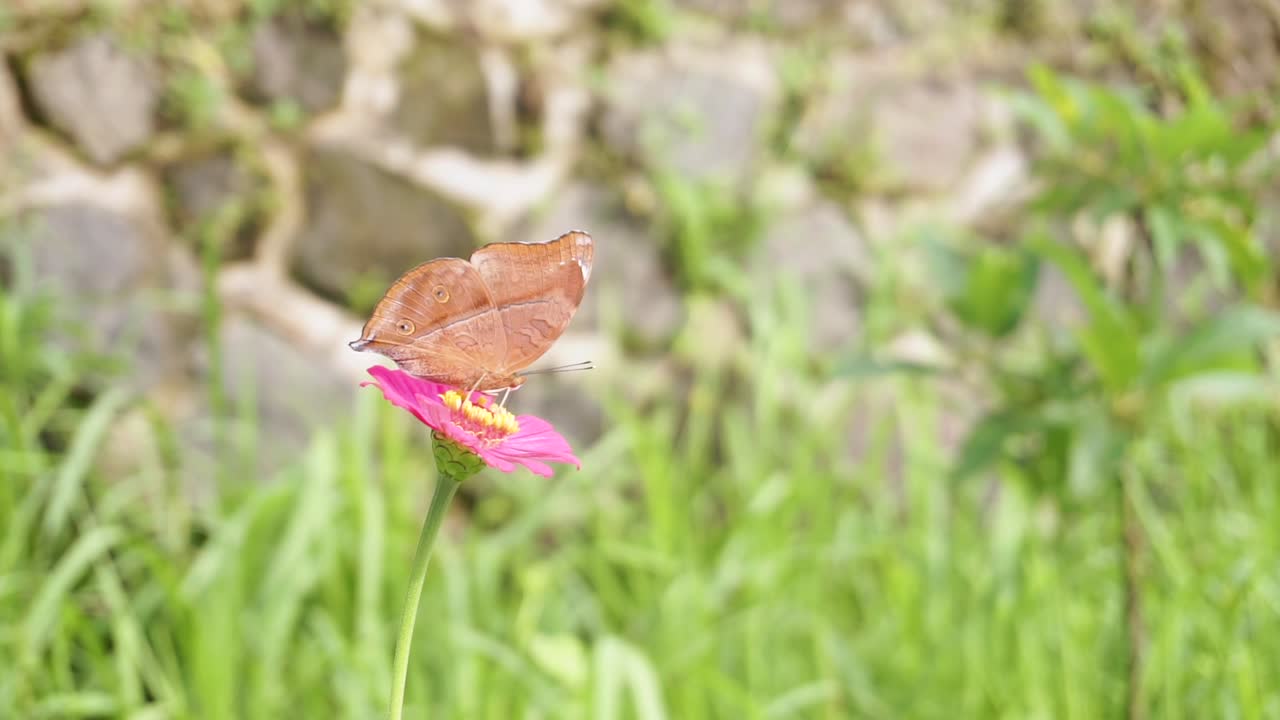 farfalla marrone appollaiata su un fiore rosso
