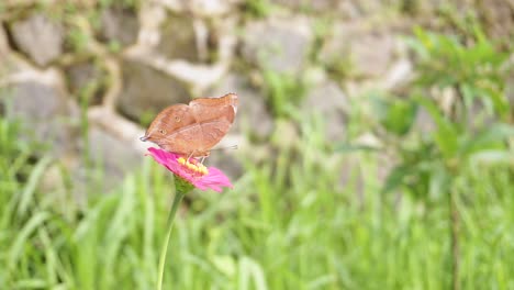 brown butterfly perched on a red flower