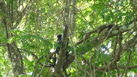 mono bebé saltando sobre lianas mientras su madre se sienta en una rama de árbol, entorno de árbol tropical