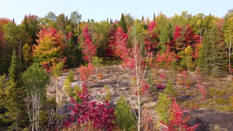un bosque de otoño vibrante con colores ardientes