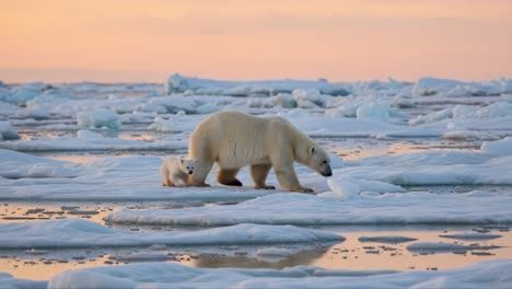 a majestic polar bear and its cub navigate through the icy landscape, showcasing their resilience and bond in a breathtaking arctic environment during a serene twilight