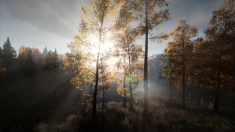 sun beams through trees