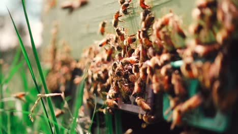 Schwarm-Honigbienen-Zusammen-Am-Eingang-Eines-Hölzernen-Bienenstocks,-Nahaufnahme