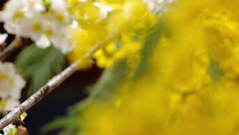 viajando en la naturaleza a través de mimosa y flores de cerezo para ilustrar la naturaleza