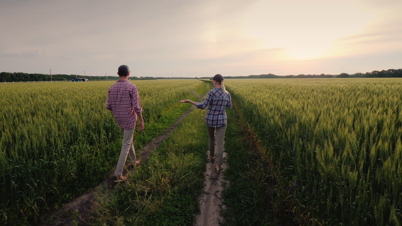 익지 않은 밀밭을 따라 걷는 젊은 농부들
