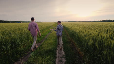 young farmers walk along a field of unripened wheat